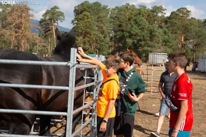 Feria Ganadera de Vinuesa: 31 edición