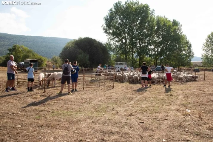 Feria Ganadera de Vinuesa: 31 edición