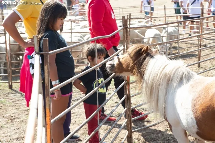 Feria Ganadera de Vinuesa: 31 edición