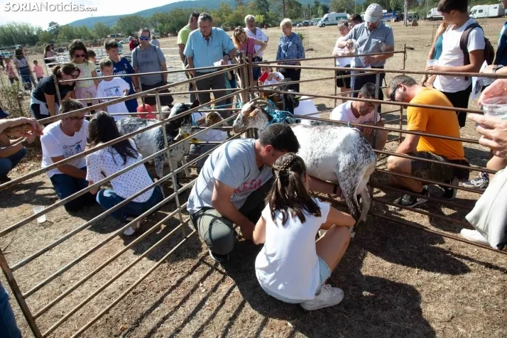 Feria Ganadera de Vinuesa: 31 edición