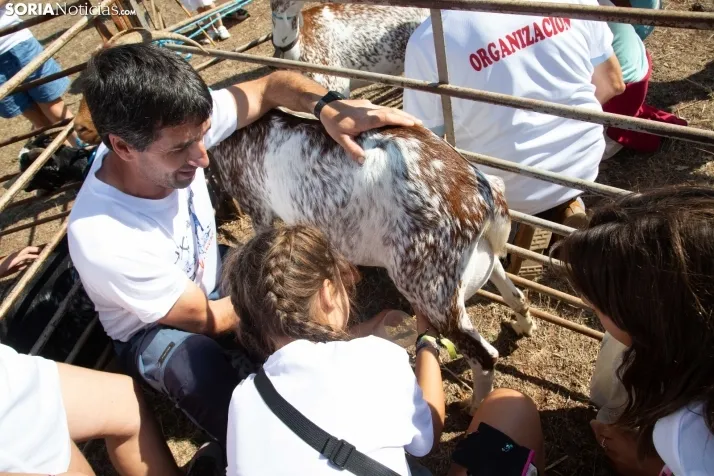 Feria Ganadera de Vinuesa: 31 edición