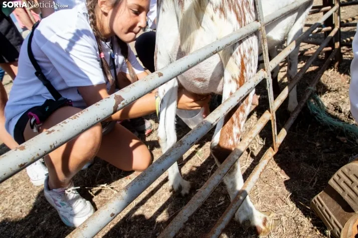 Feria Ganadera de Vinuesa: 31 edición