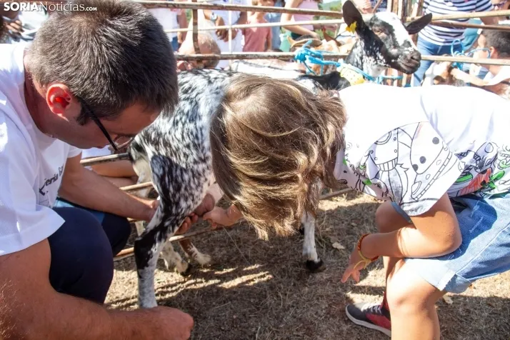 Feria Ganadera de Vinuesa: 31 edición