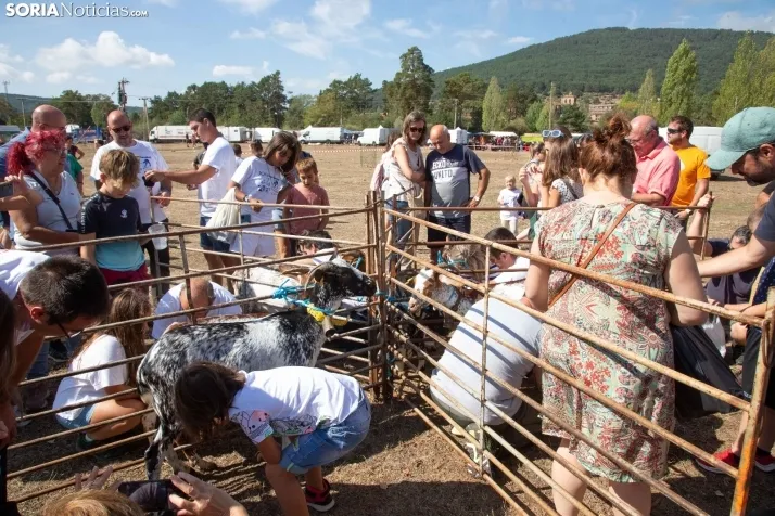 Feria Ganadera de Vinuesa: 31 edición