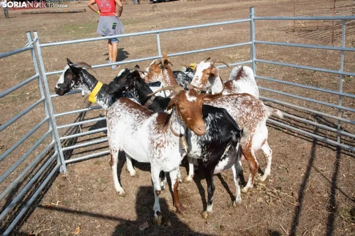 Feria Ganadera de Vinuesa: 31 edición