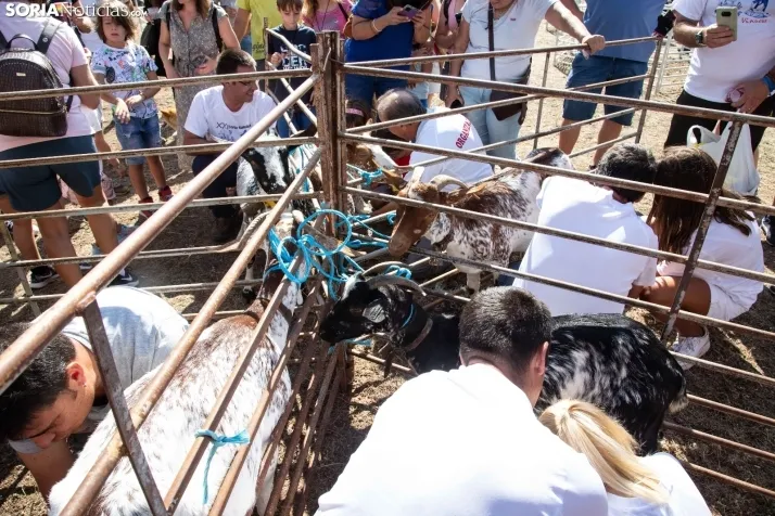 Feria Ganadera de Vinuesa: 31 edición