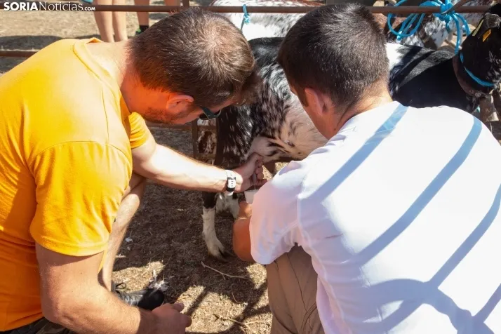 Feria Ganadera de Vinuesa: 31 edición