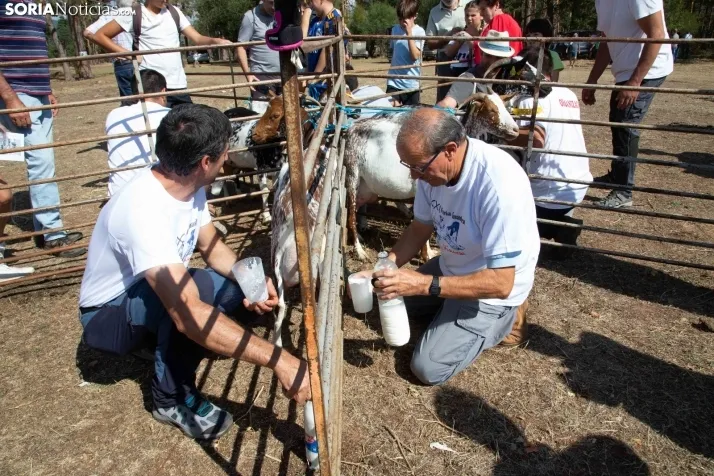 Feria Ganadera de Vinuesa: 31 edición