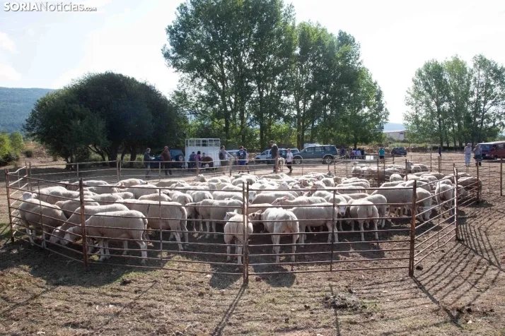 Feria Ganadera de Vinuesa: 31 edición