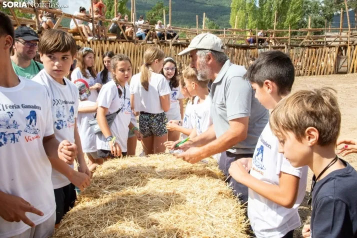 Feria Ganadera de Vinuesa: 31 edición