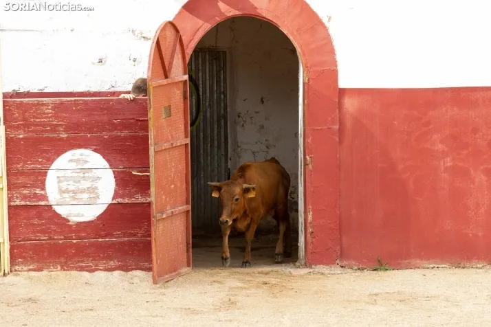Peñas y Capea Arcos de Jalón 2022