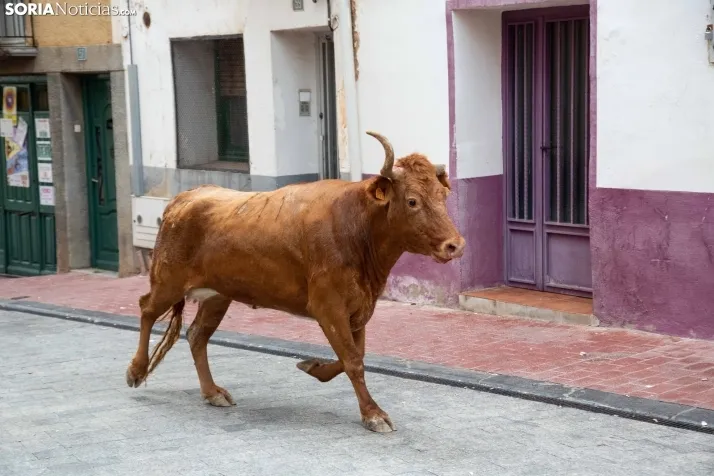 Encierro Fiestas Ólvega 2022