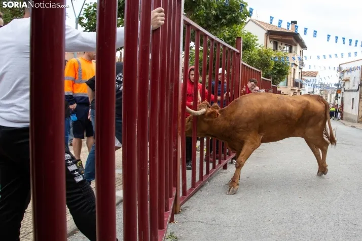 Encierro Fiestas Ólvega 2022