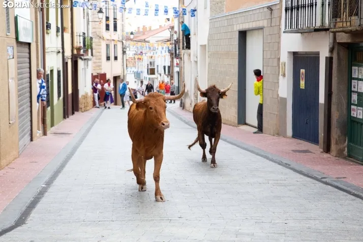Encierro Fiestas Ólvega 2022