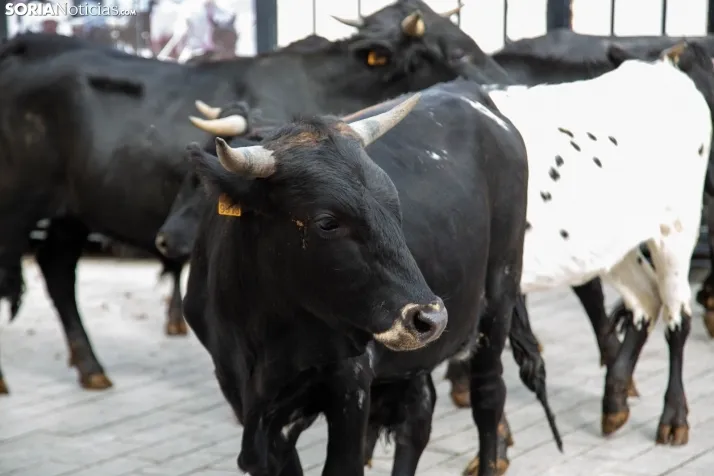 Encierro Fiestas Ólvega 2022