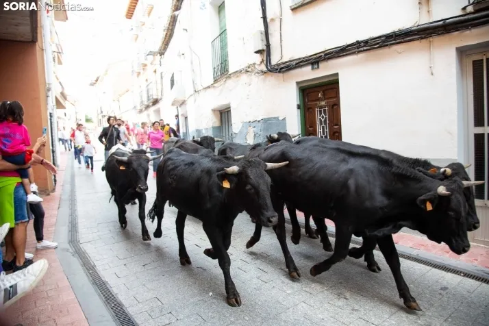 Encierro Fiestas Ólvega 2022