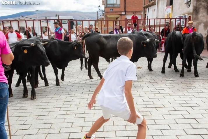 Encierro Fiestas Ólvega 2022