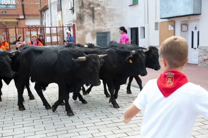 Encierro Fiestas Ólvega 2022