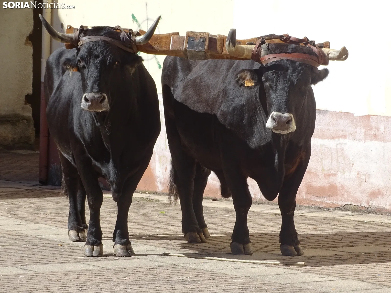 Una imagen de la apertura de la feria este viernes. /SN