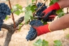 Foto 1 - Castilla y León cuenta con una nueva aplicación para modernizar las cosechas de uva