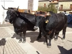 Una imagen de la apertura de la feria este viernes. /SN