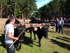 Foto 3 - CABFOREST 2022: Pinares vuelve a tener feria forestal 