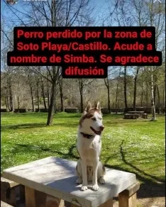 Se busca a Simba.