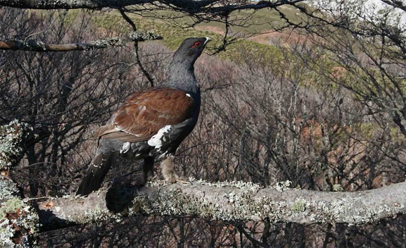  La Junta asesora a técnicos del Gobierno francés sobre el urogallo en el centro de cría de Valsemana