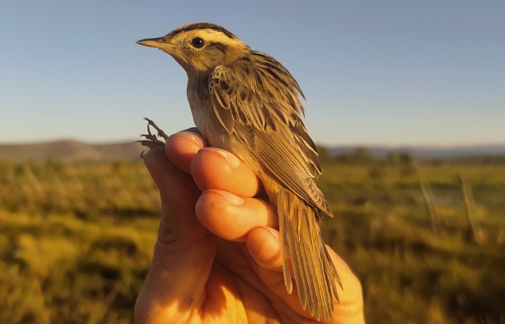 Soria, provincia referencia en el carricerín cejudo a nivel nacional