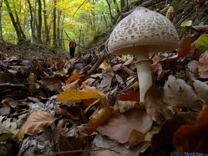 Abierto el plazo de inscripción para la Semana de la Tapa Micológica