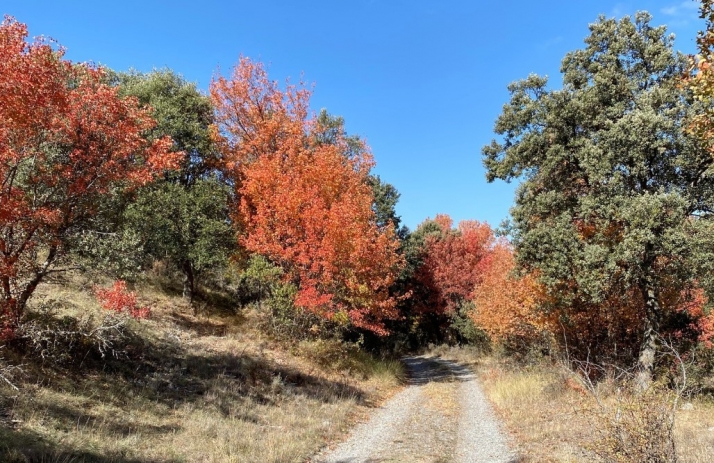 Ágreda organiza una ruta interpretativa Entre los Arces de Montpellier