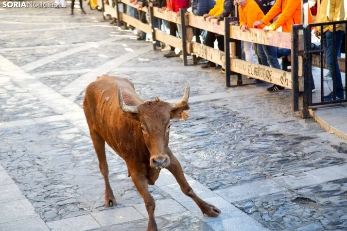 Encierro Fiestas Ágreda