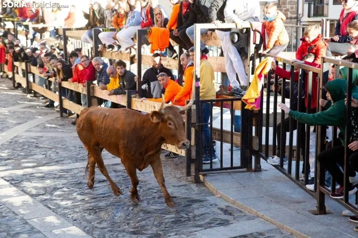 Encierro Fiestas Ágreda