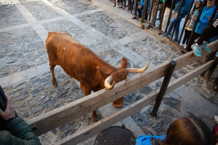 Encierro Fiestas Ágreda