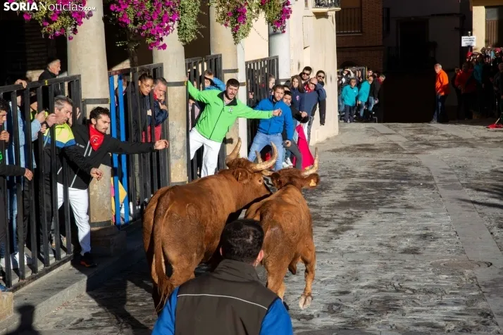 Encierro Fiestas Ágreda