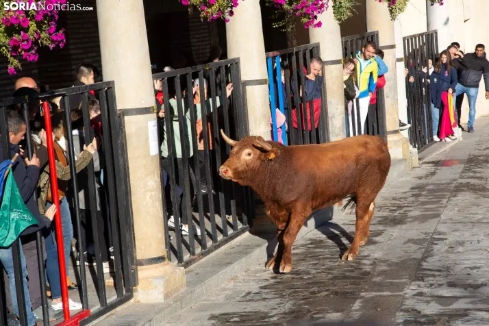 Encierro Fiestas Ágreda