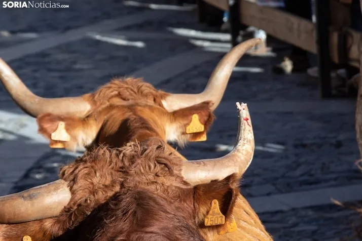 Encierro Fiestas Ágreda