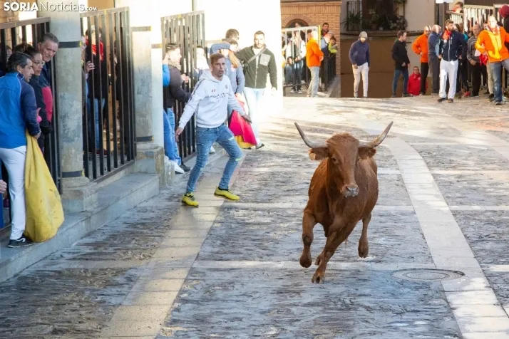 Encierro Fiestas Ágreda