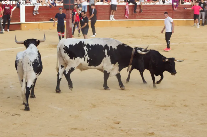 Vaquillas San Saturio 2022