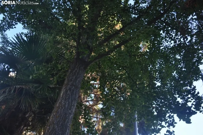 Dehesa en otoño. /SN