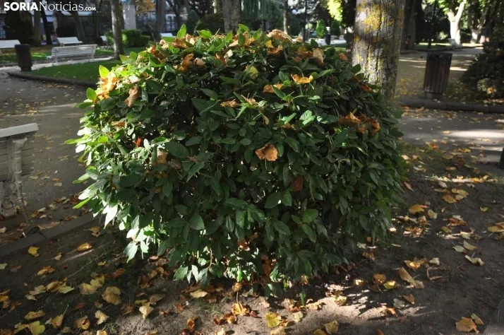 Dehesa en otoño. /SN