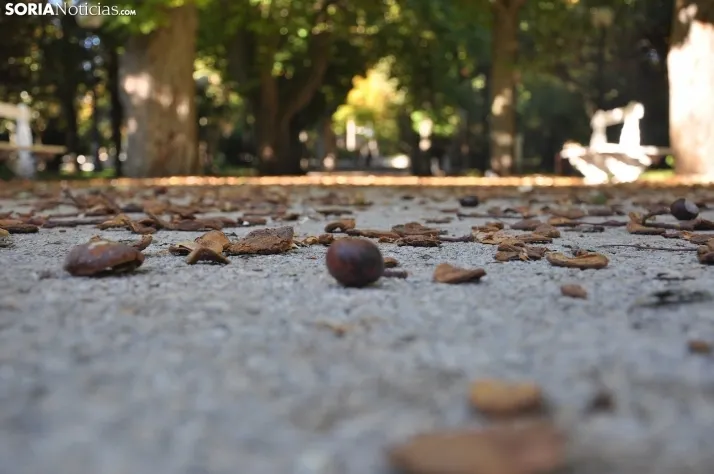 Dehesa en otoño. /SN