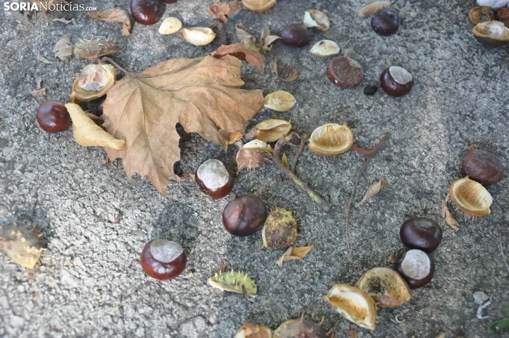 Dehesa en otoño. /SN
