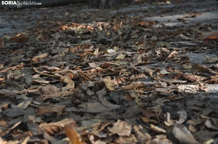 Dehesa en otoño. /SN