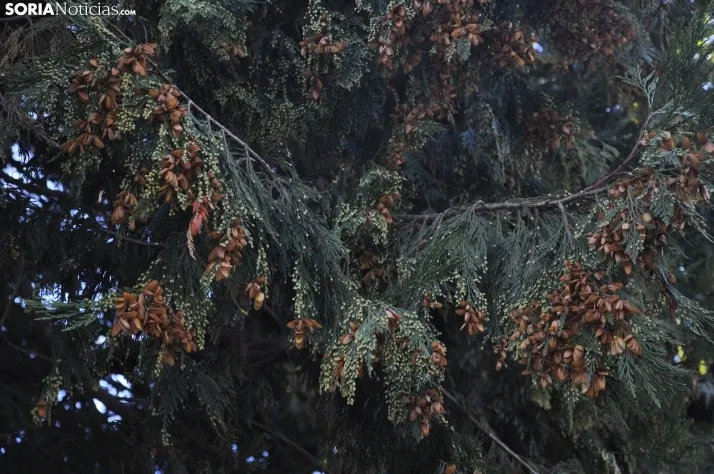 Dehesa en otoño. /SN