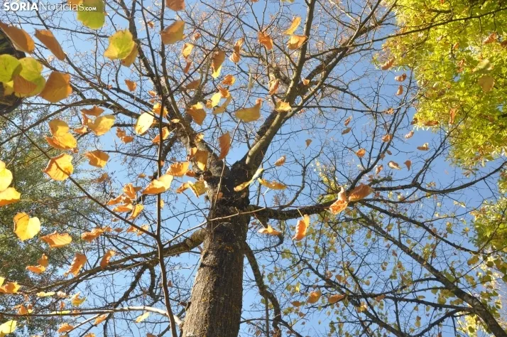 Dehesa en otoño. /SN