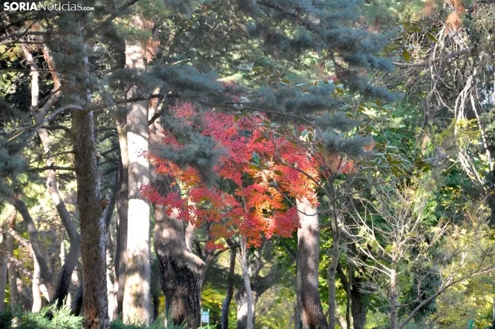 Dehesa en otoño. /SN