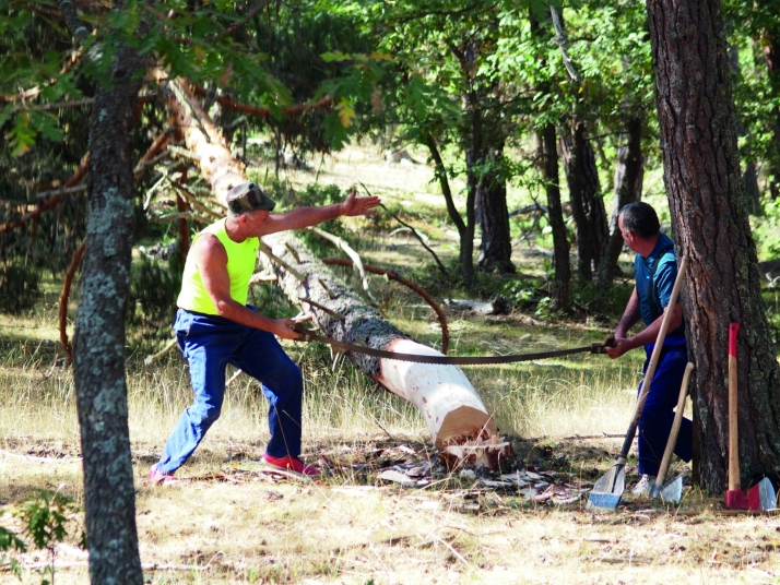 CABFOREST 2022: Pinares vuelve a tener feria forestal 