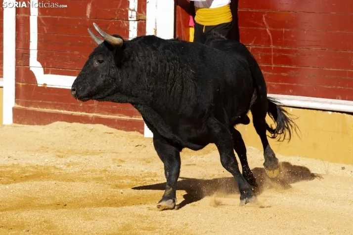 Concurso de Recortes San Saturio