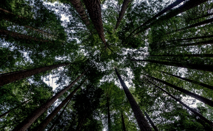 La Junta aboga por invertir el minifundismo y por las ayudas a las explotaciones forestales